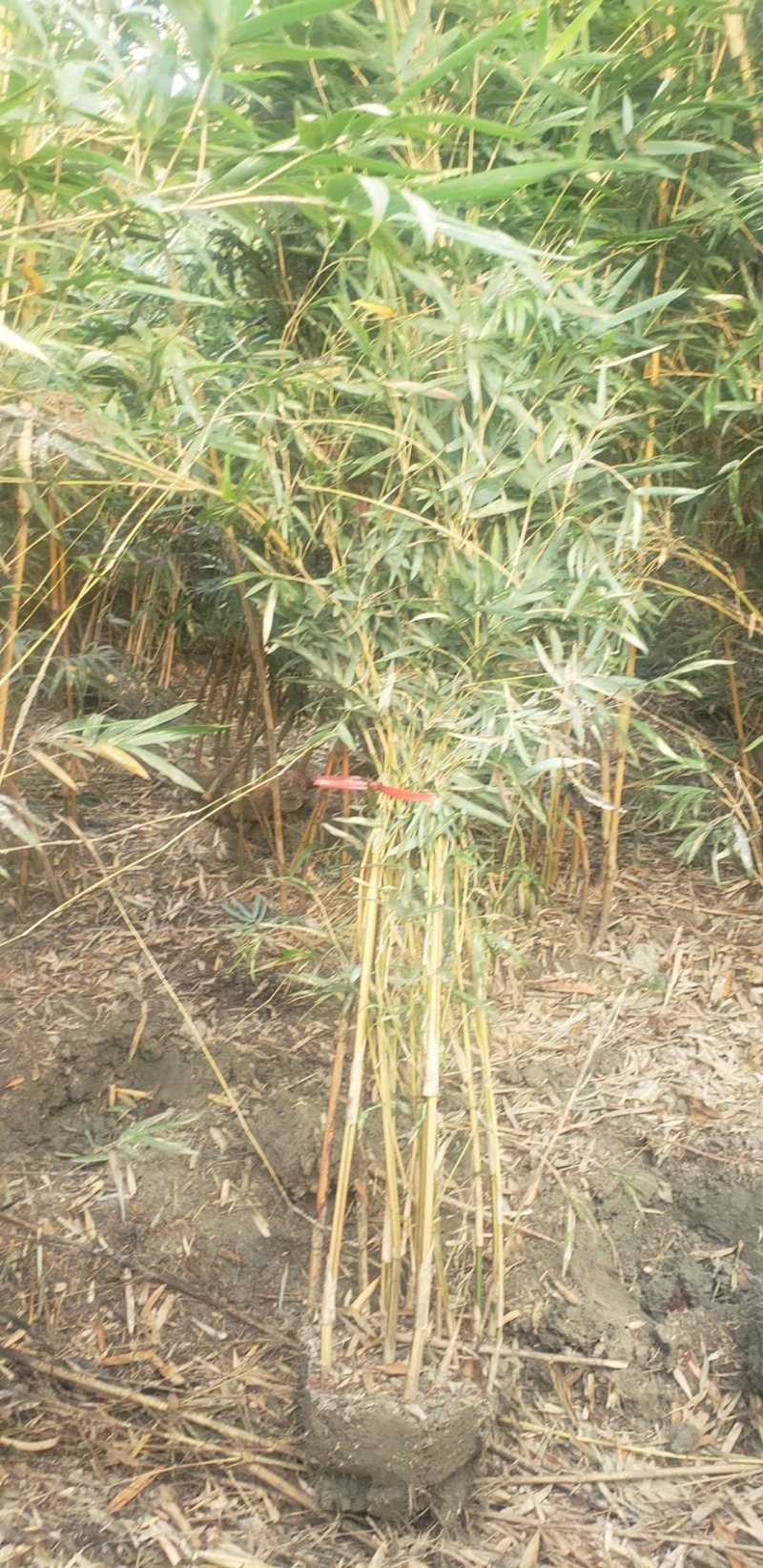 成都琴丝竹，自家货，高度2米到3米高，货源充足