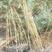 成都琴丝竹，自家货，高度2米到3米高，货源充足