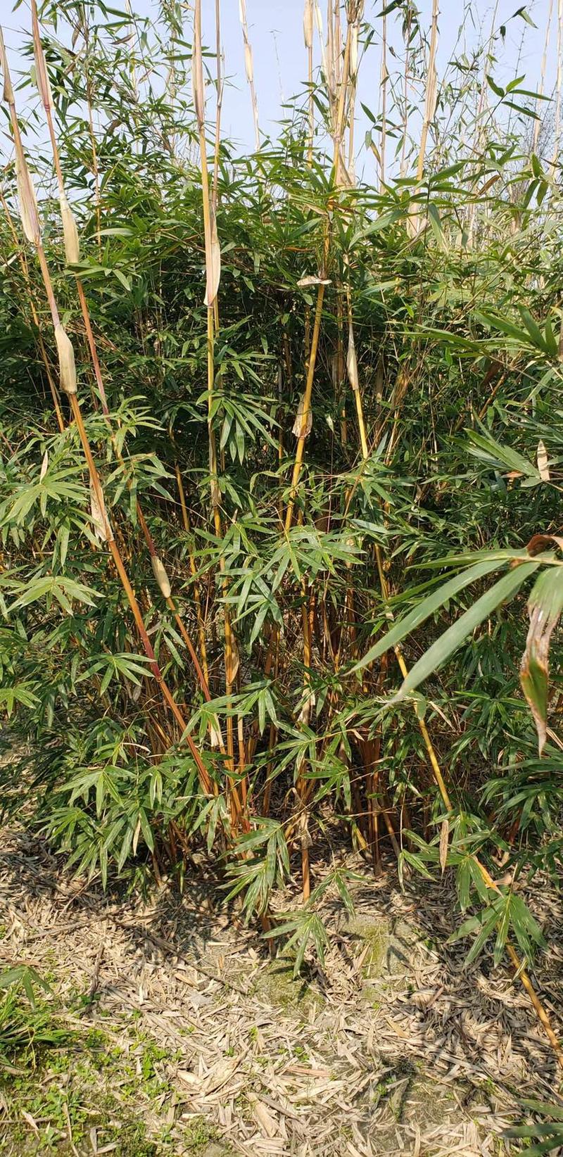 成都琴丝竹，自家货，高度2米到3米高，货源充足