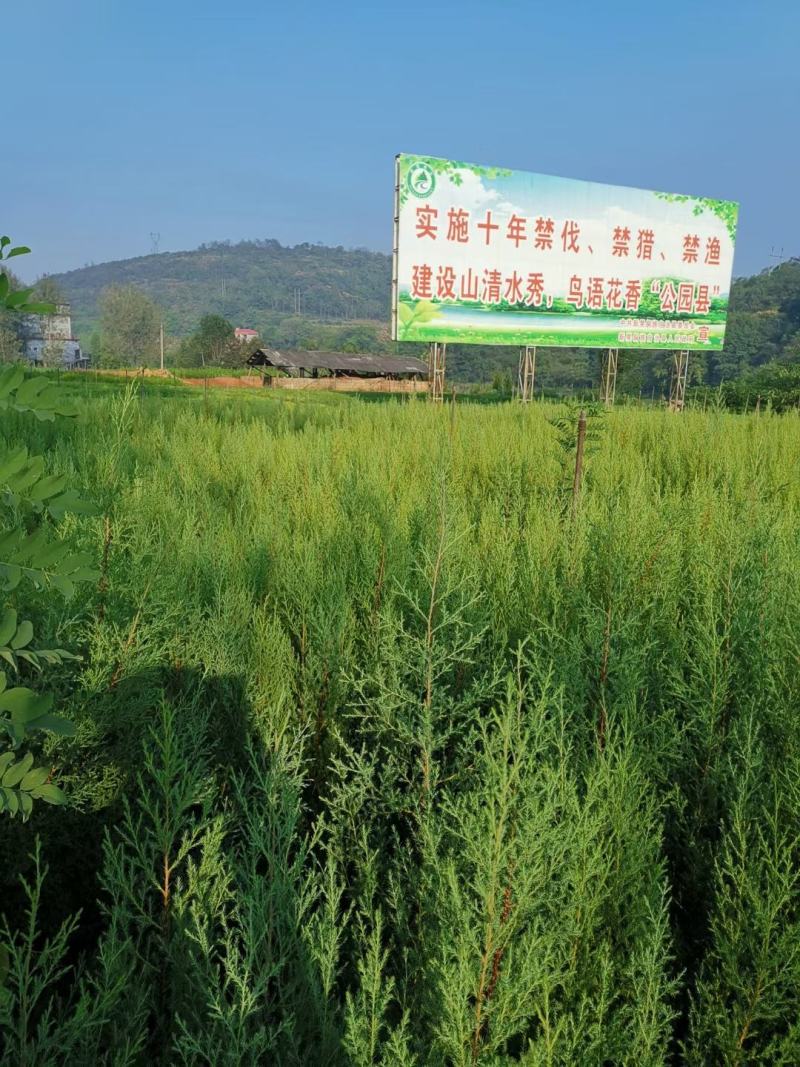 柏木