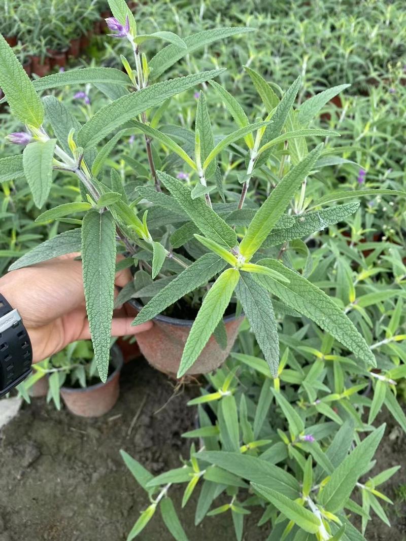 墨西哥鼠尾草12杯和双色杯都有货，货源充足