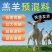 羊饲料预混料羔羊开口料拉骨架催肥催长小羊羔饲料养羊饲料添