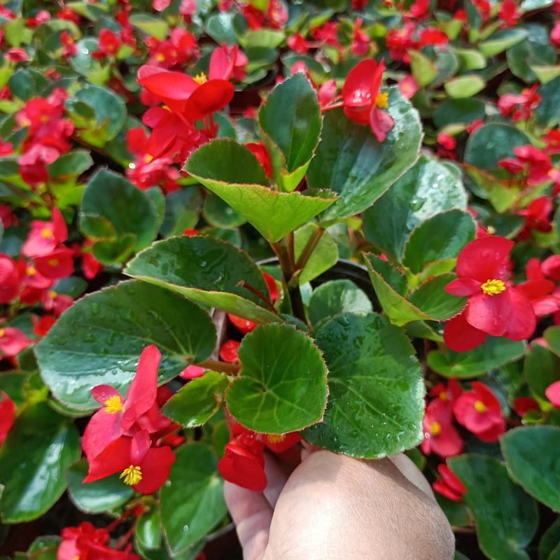 大花海棠比哥海棠观花植物大量上市量大可优惠