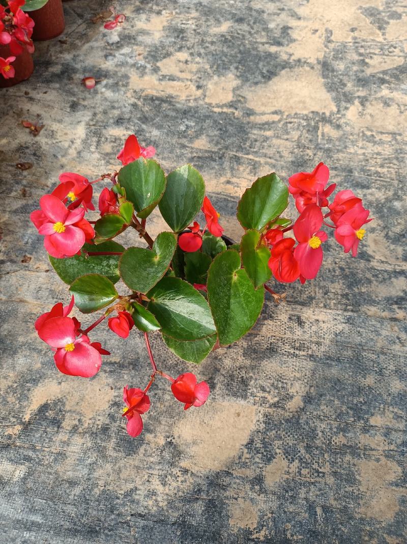 大花海棠比哥海棠观花植物大量上市量大可优惠