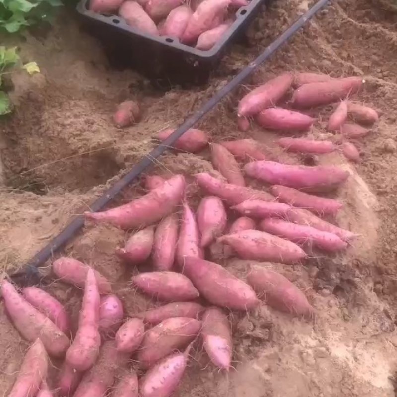 板栗薯，新鲜出土大量价格优惠