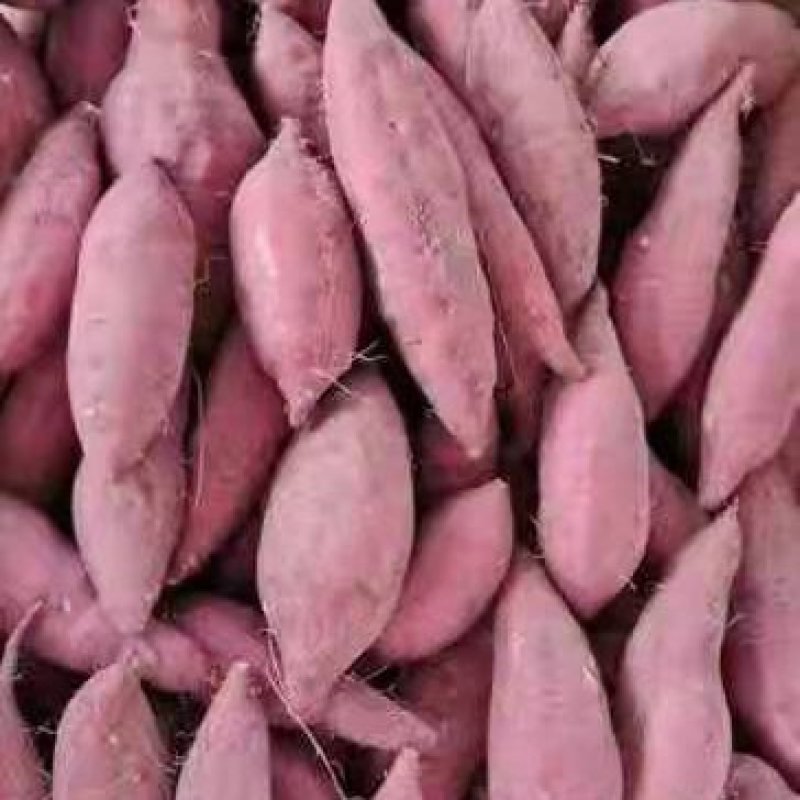 板栗薯，新鲜出土大量价格优惠
