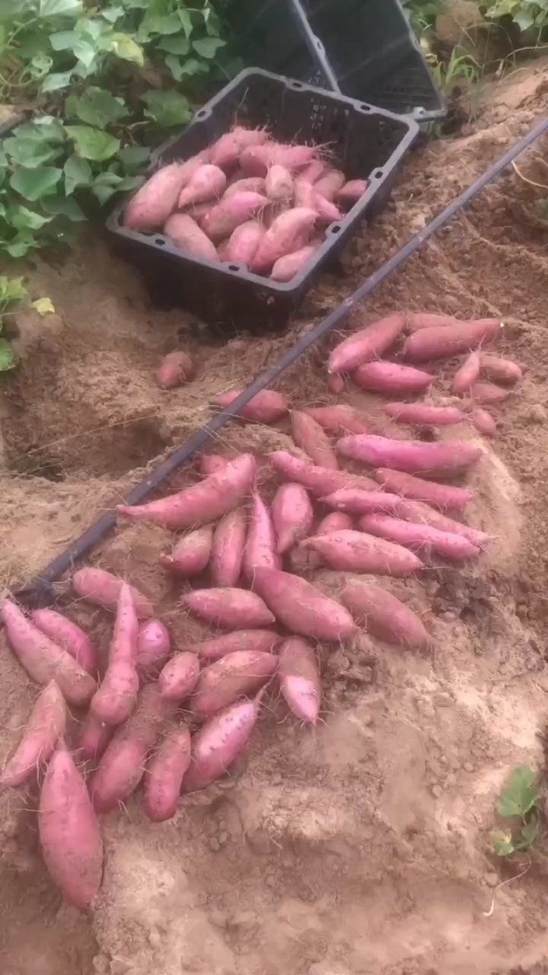 板栗薯，新鲜出土大量价格优惠