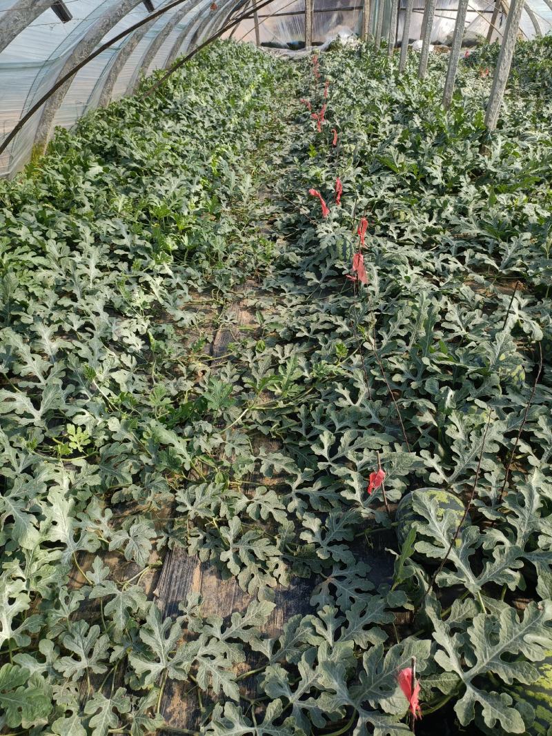 泰安甜王西瓜自产自销甜度高包熟包装车
