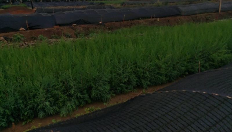【推荐】荒山造林柏树苗一手货源欢迎咨询