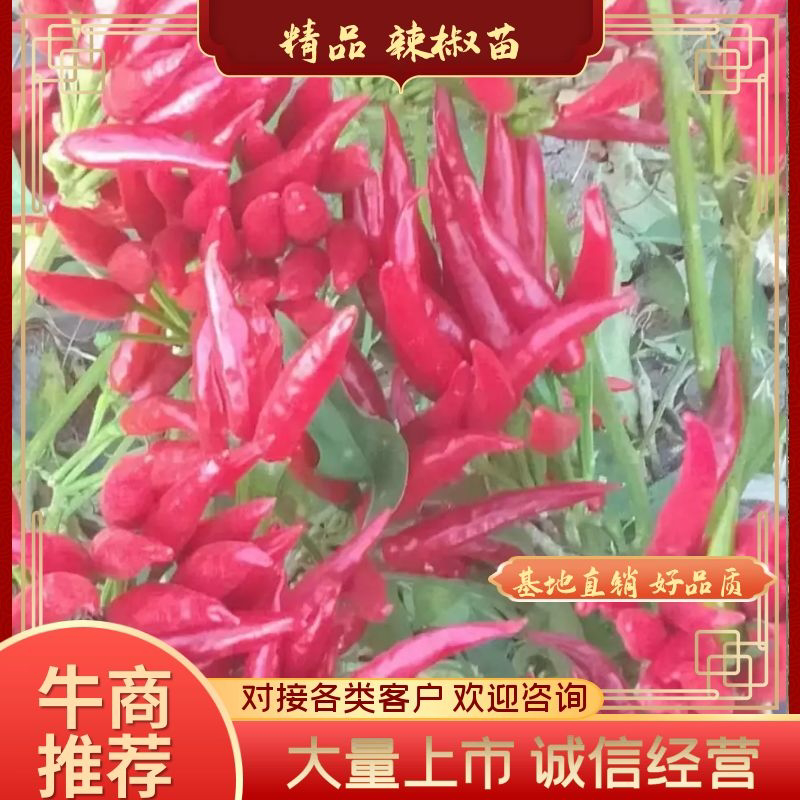 朝天椒苗，小米辣，816，819，高辣辣椒苗