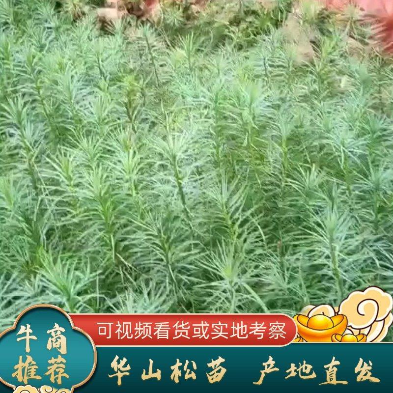 【推荐】绿化苗木华山松产地直发，货量充足