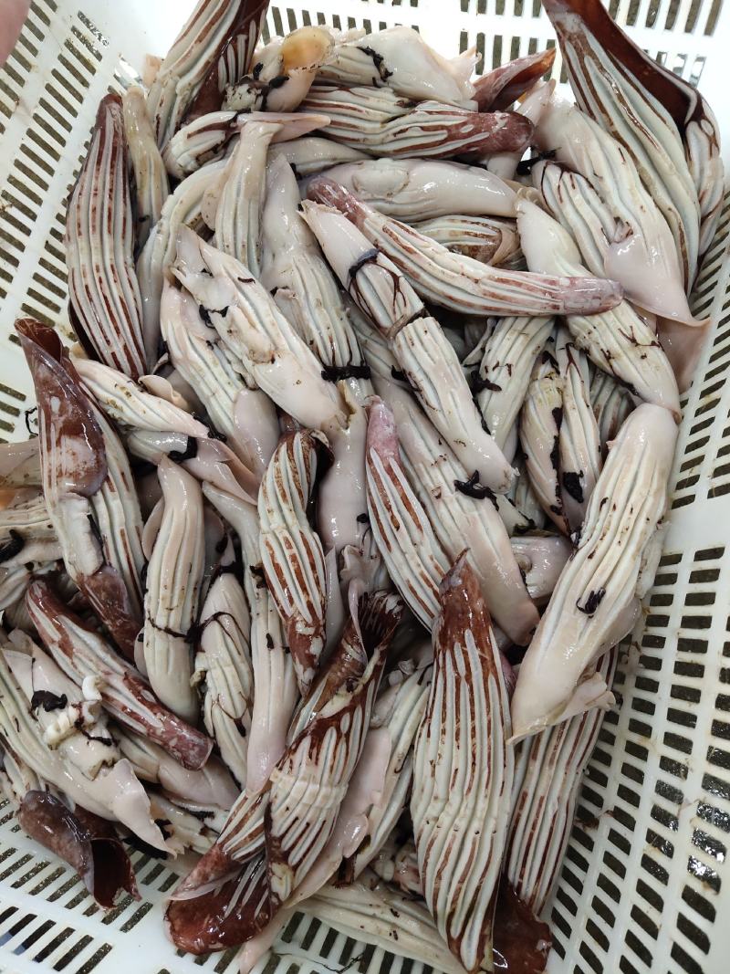 鱿鱼系列