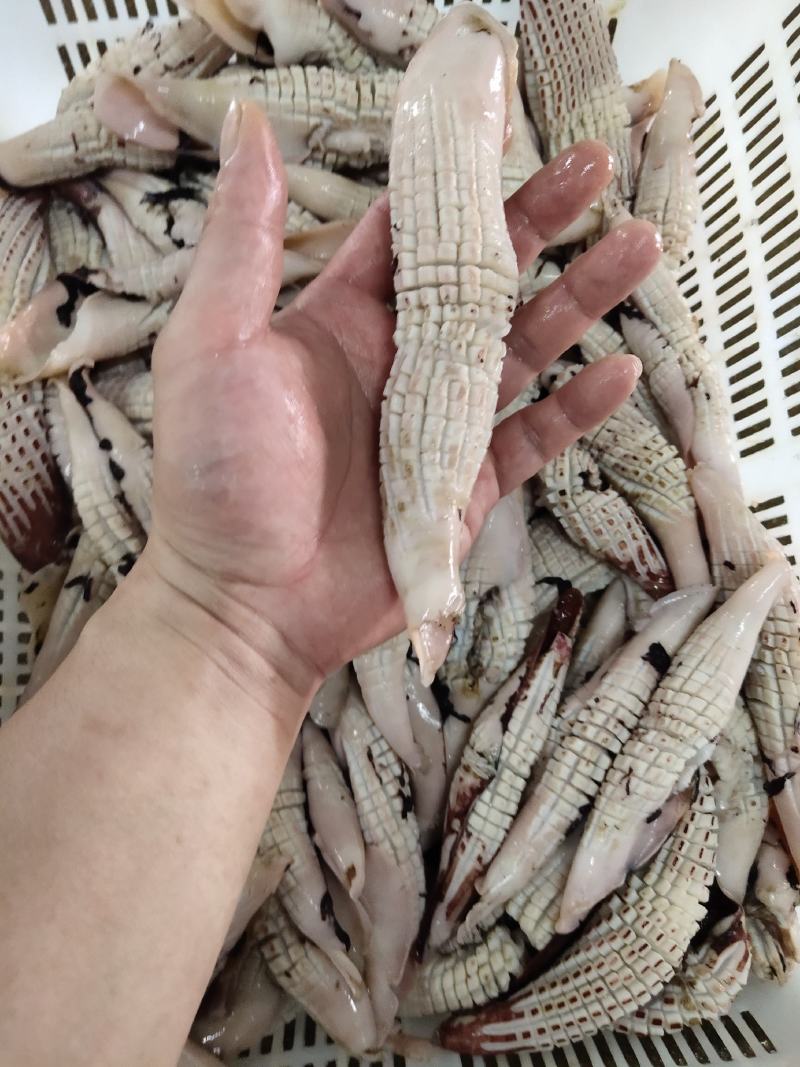 鱿鱼系列