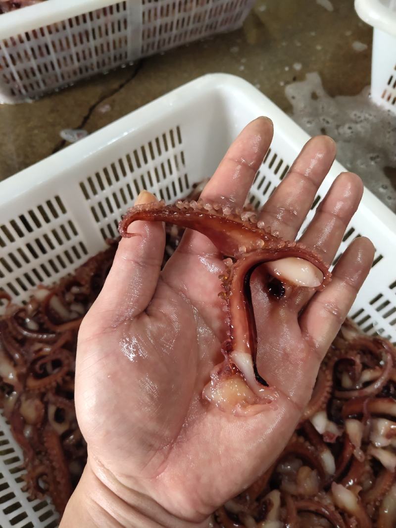 鱿鱼系列