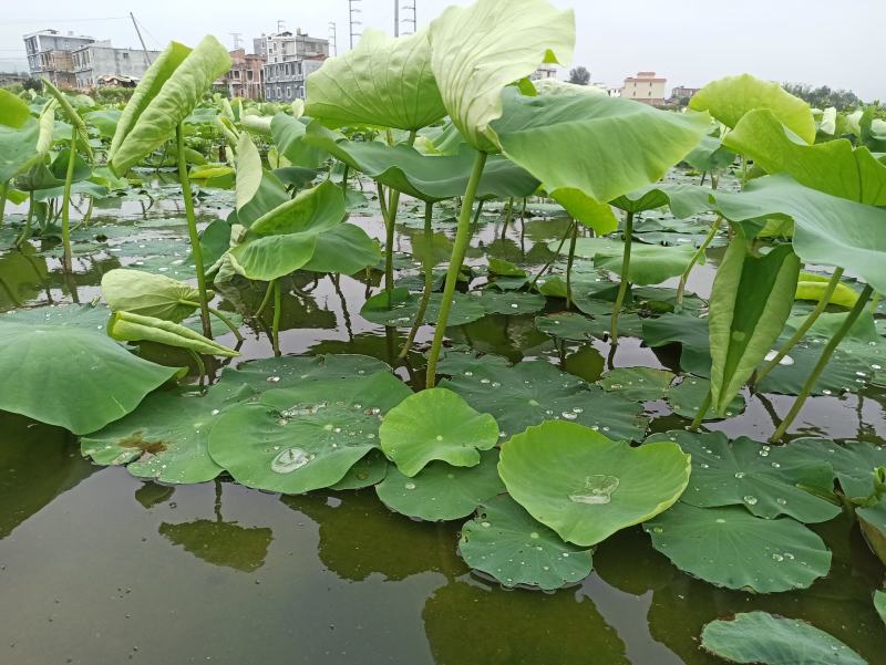 广西玉林市博白县莲藕