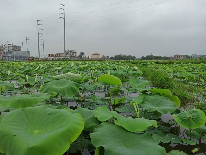 广西玉林市博白县莲藕