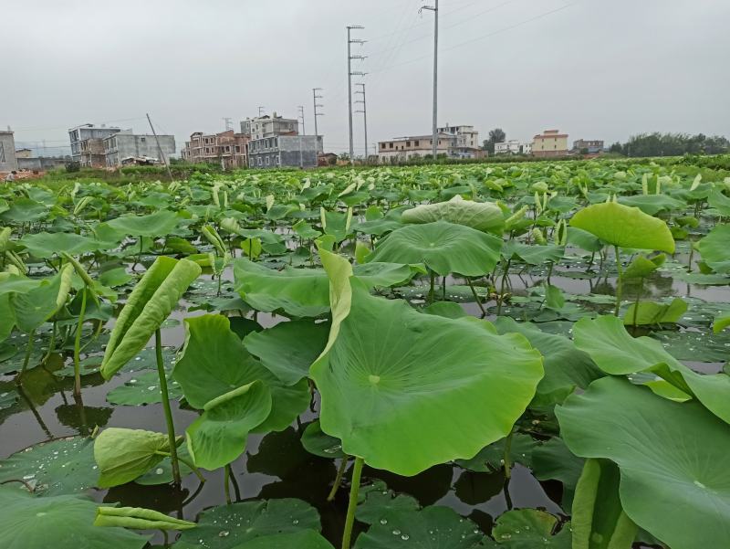 广西玉林市博白县莲藕