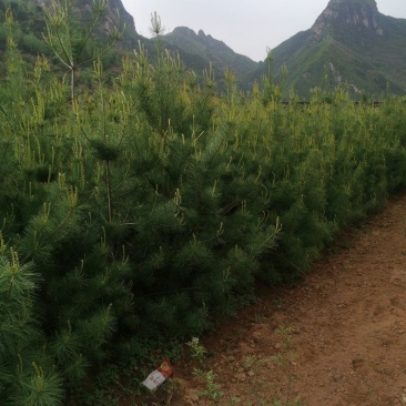 甘肃天水华山松