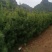 甘肃天水华山松