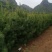 甘肃天水华山松