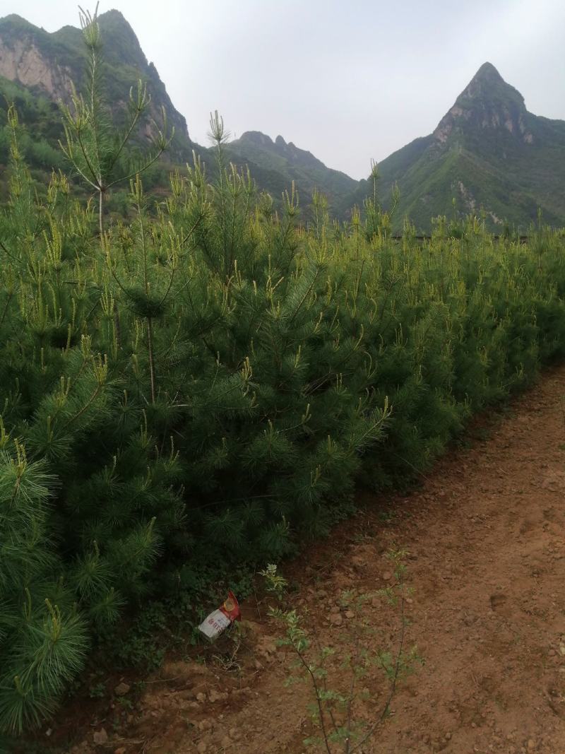 甘肃天水华山松