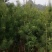 甘肃天水华山松