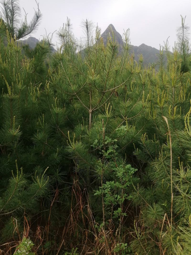 甘肃天水华山松