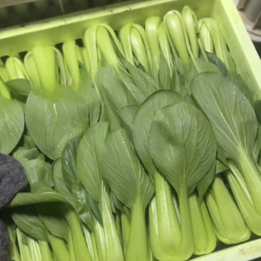 蚌埠油菜/蚌埠上海青/万亩大棚/产地直销/常年有货