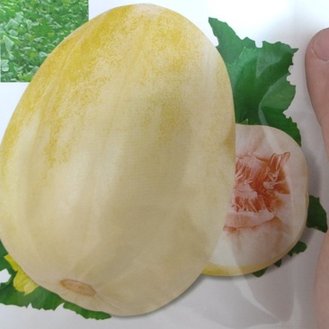 甜瓜种子（彩虹蜜）淡黄皮甜瓜种子