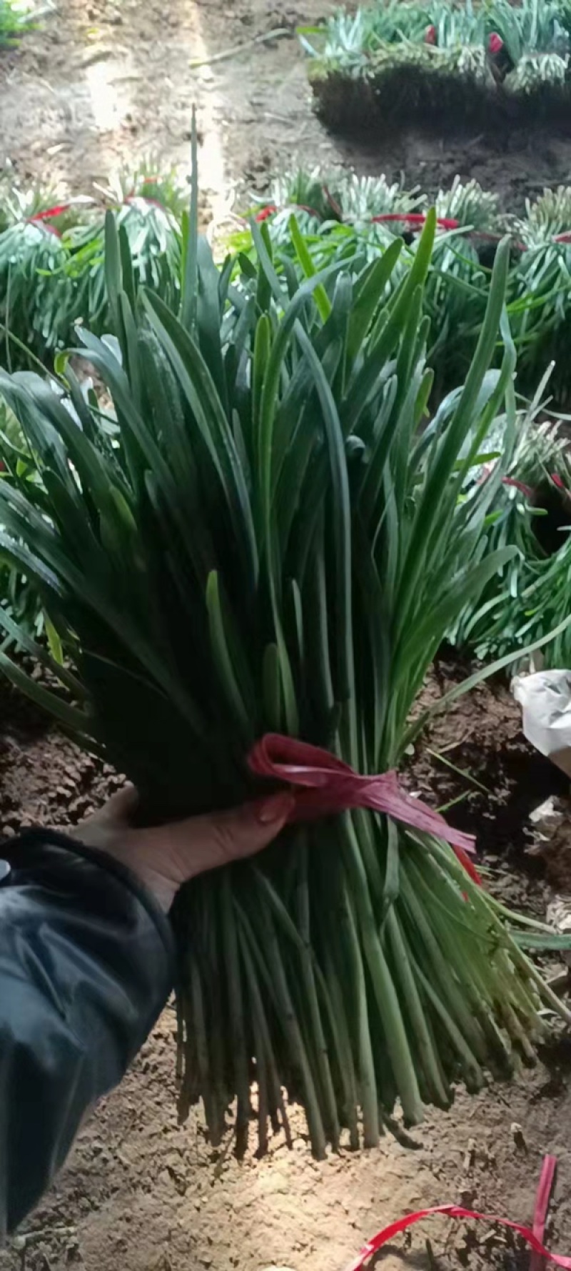 产地直发，全国发货，物美价廉，需要联系，