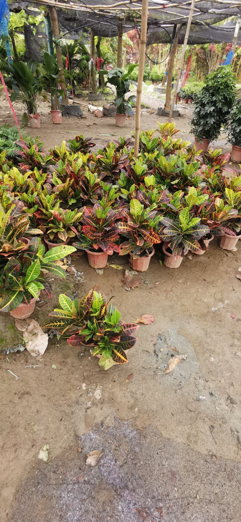 基地直销精品变叶木，量大从优，欢迎选购，保质保量