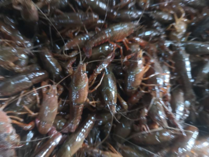 湖北潜江清水龙虾自产自销