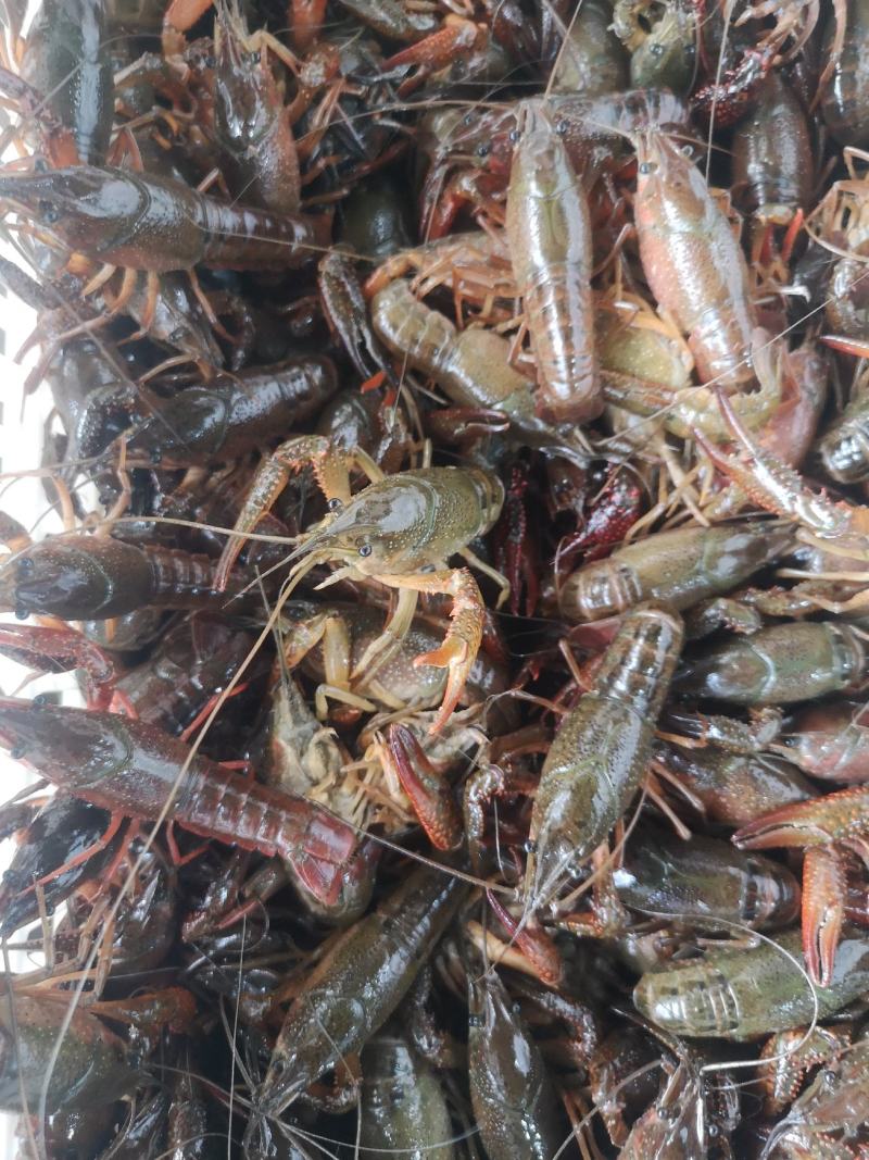 湖北潜江清水龙虾自产自销