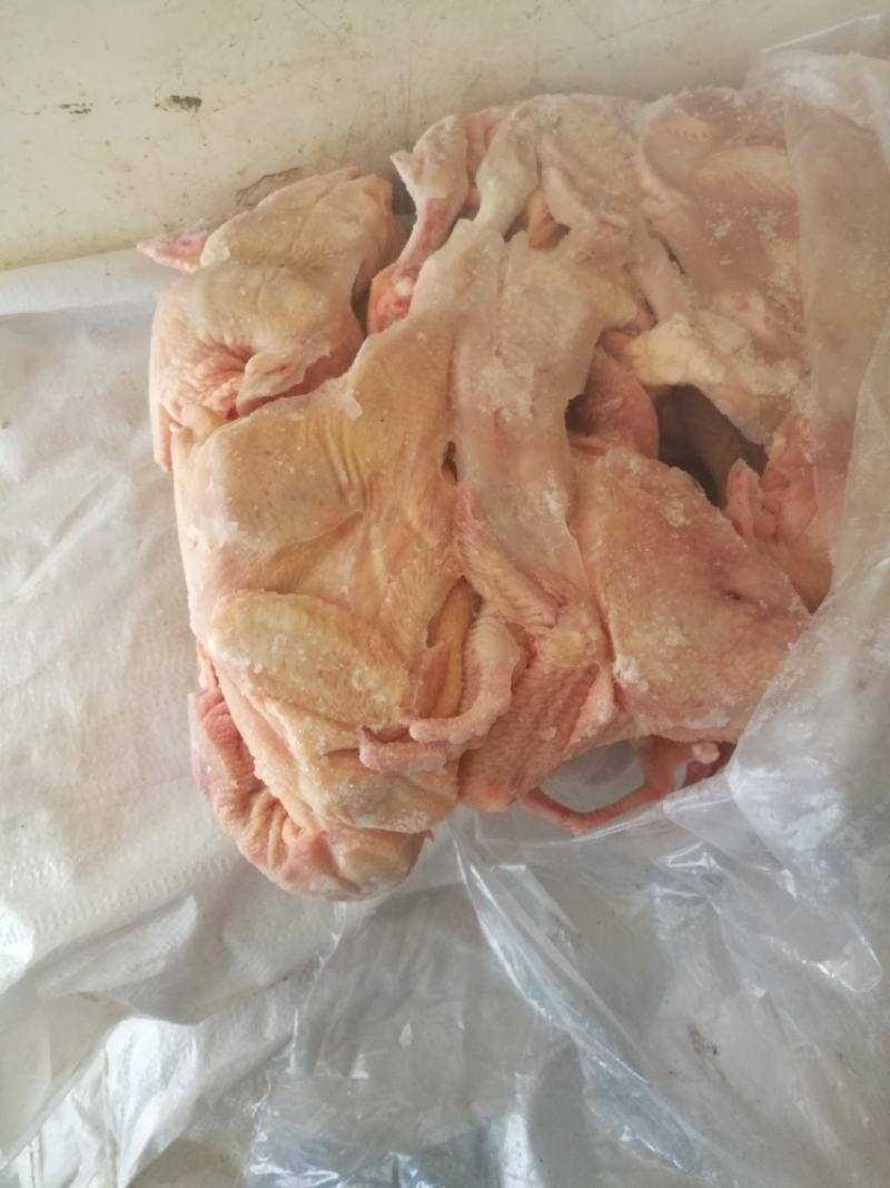 白条鸡跑山鸡三黄鸡供应稳定，量大价优