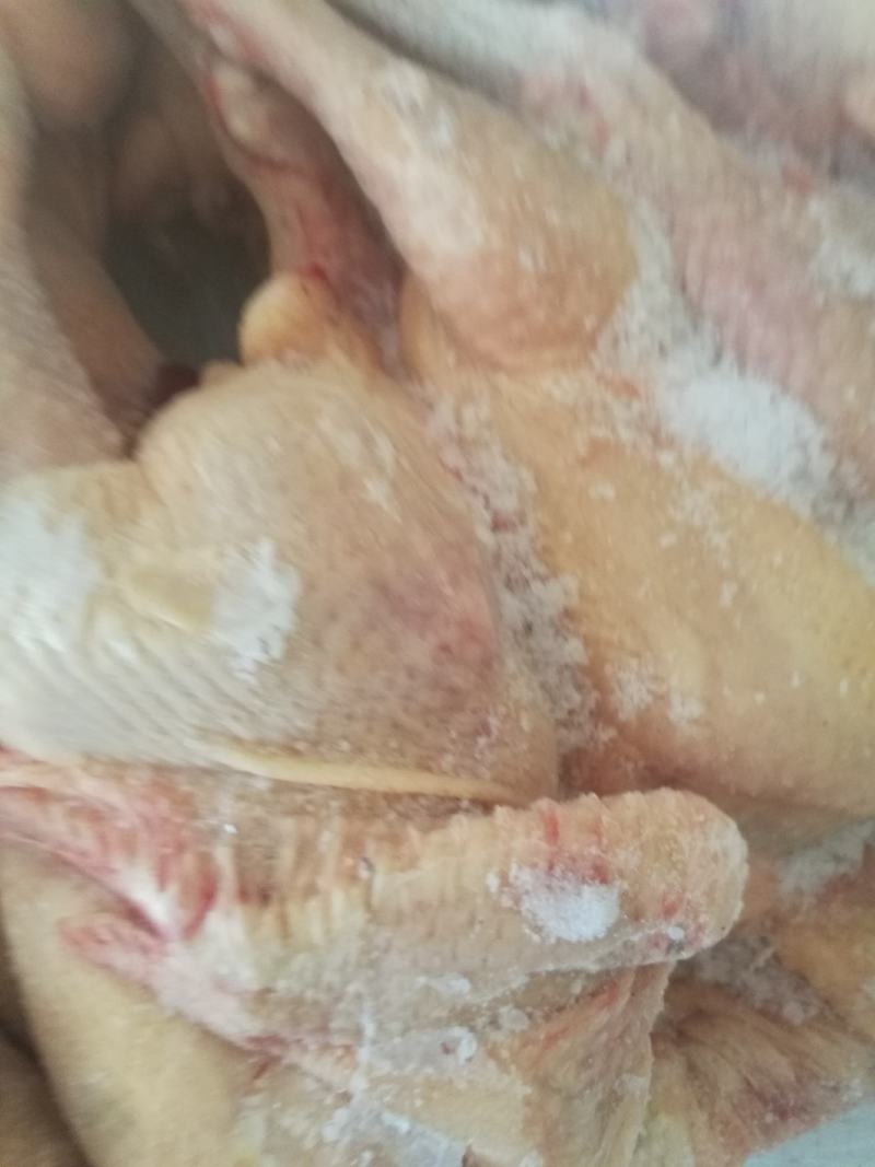 白条鸡跑山鸡三黄鸡供应稳定，量大价优