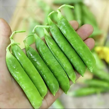 中豌6号，中豌9号豌豆角正在大量上市中，货量稳定欢迎订购