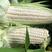 玉米，新疆农家自种糯玉米，软糯香甜，新鲜现摘，欢迎咨询订