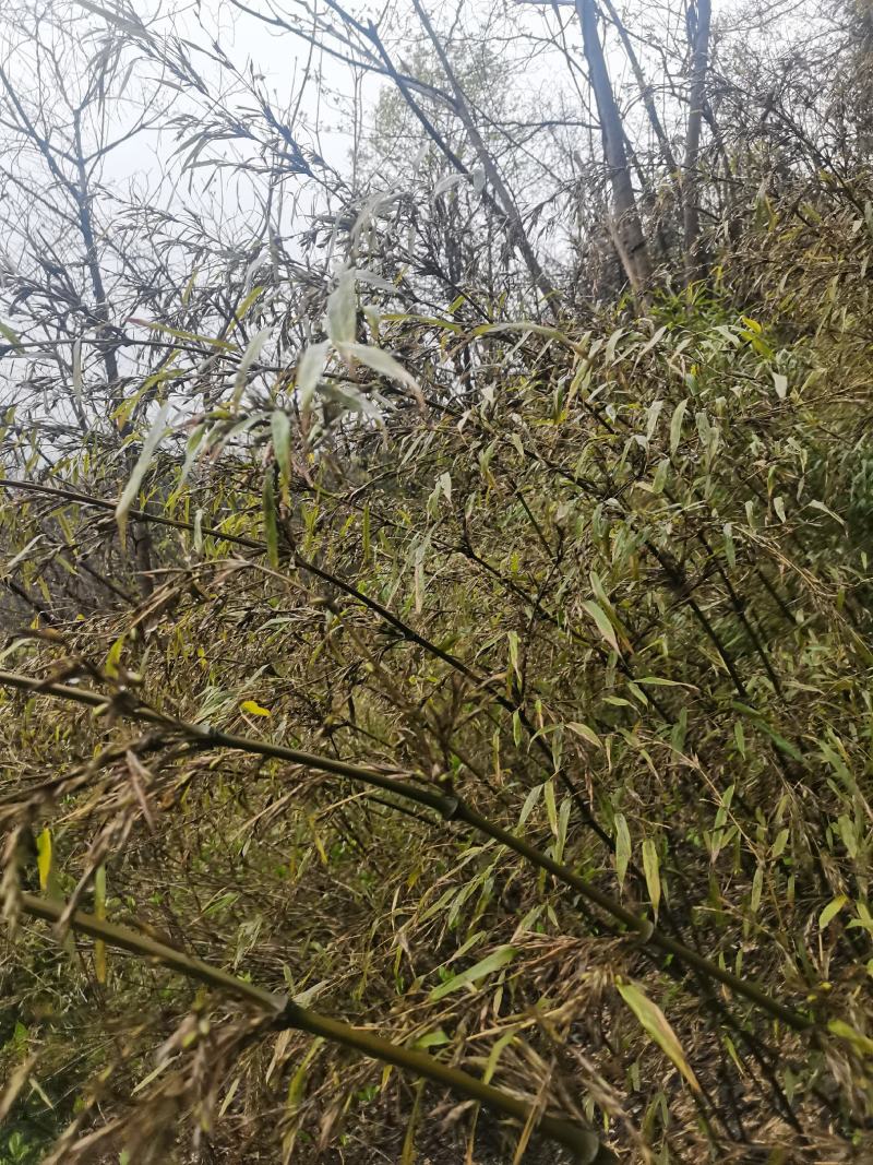 筇竹种子（罗汉竹种子）全国包邮