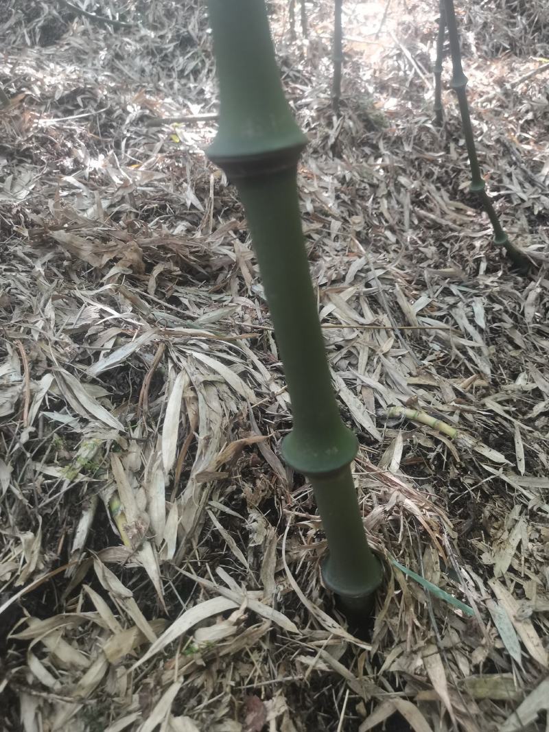 筇竹种子（罗汉竹种子）全国包邮
