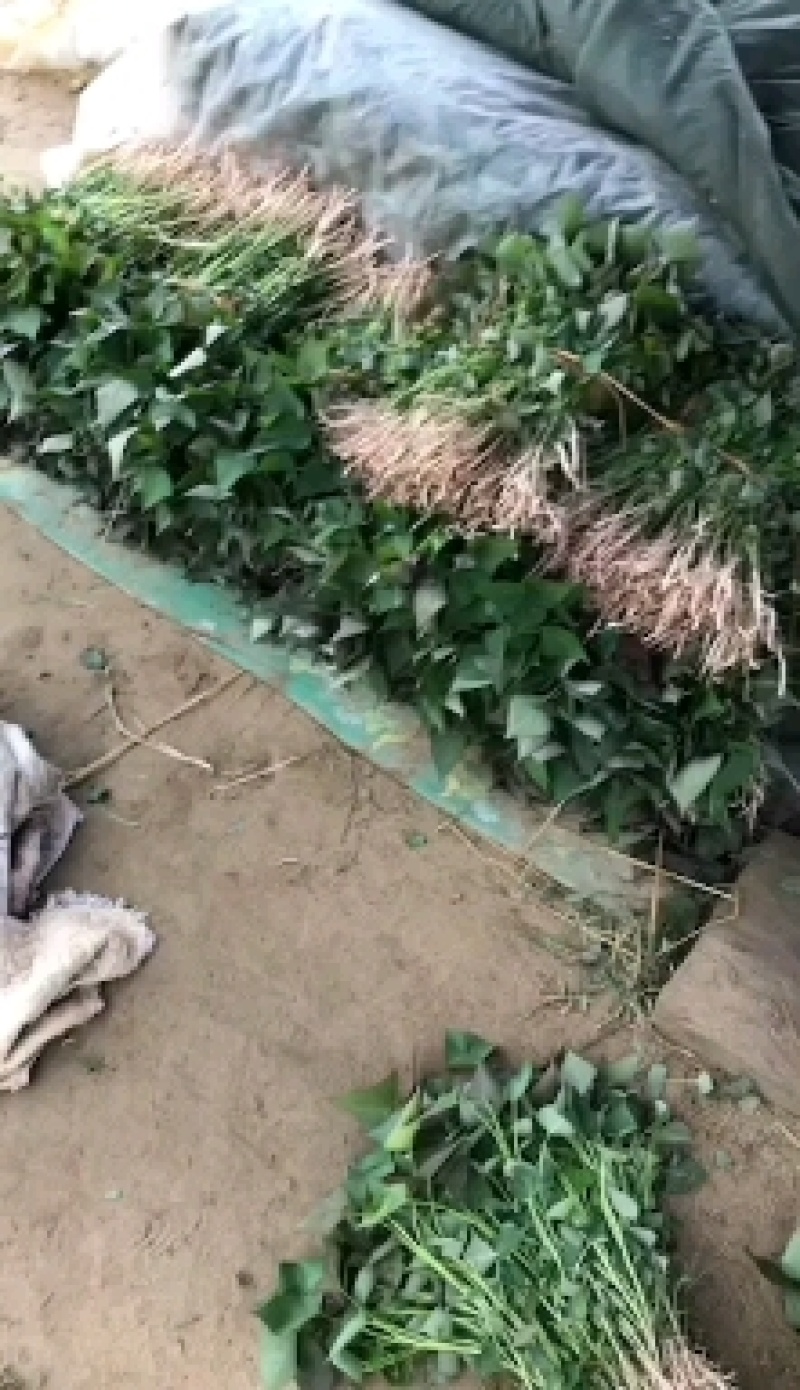 脱毒原种慧谷烟薯苗，预计二十四号出苗，有需要的联系我