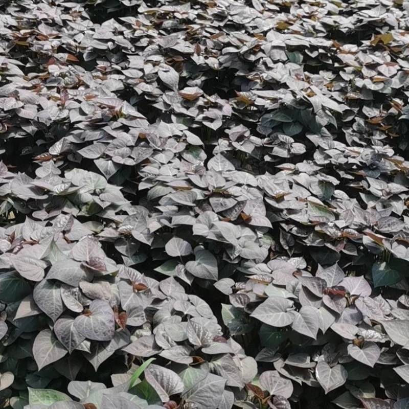 脱毒原种慧谷烟薯苗，预计二十四号出苗，有需要的联系我
