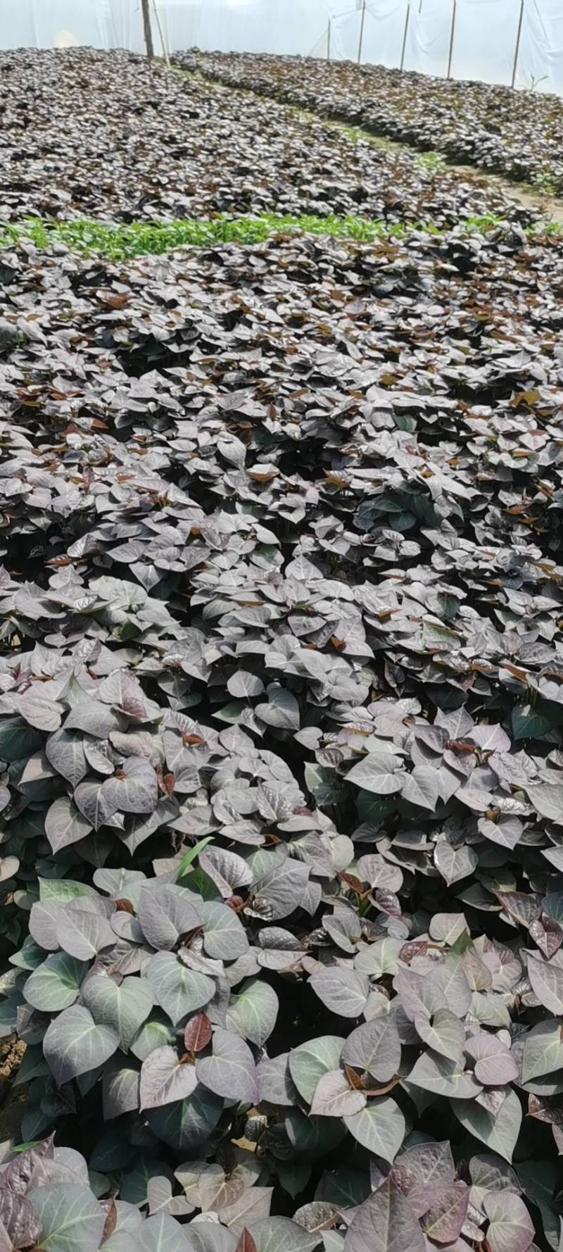 脱毒原种慧谷烟薯苗，预计二十四号出苗，有需要的联系我
