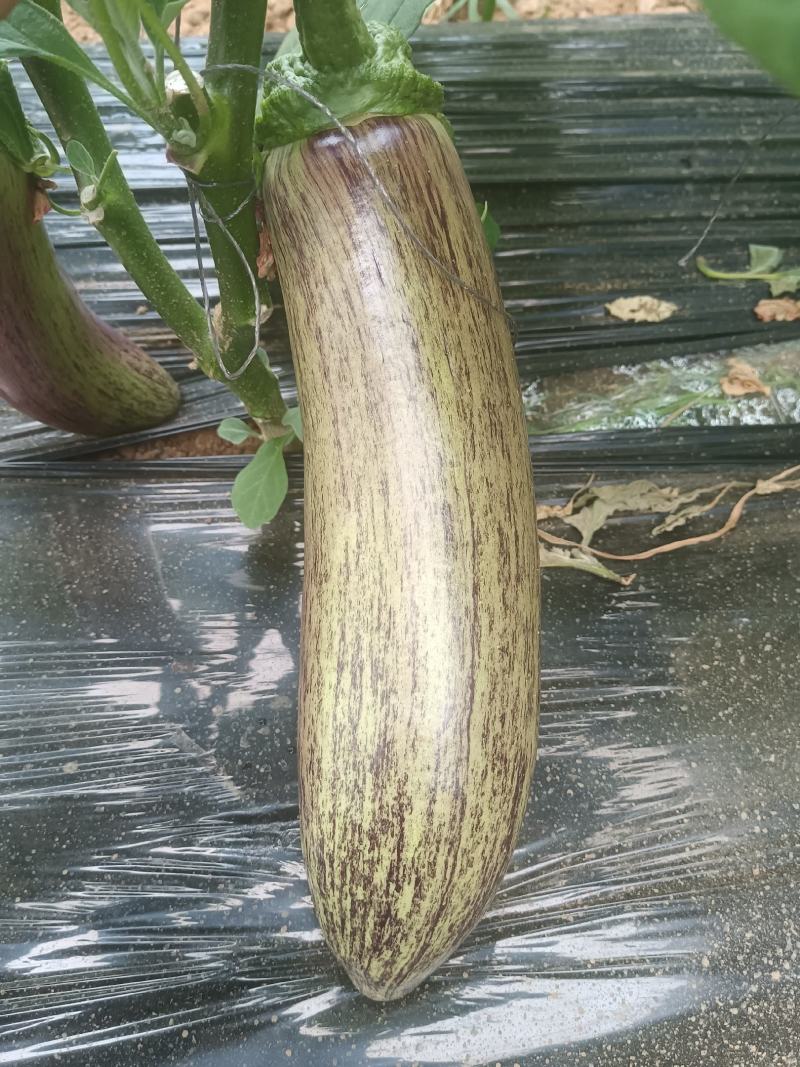 茄子