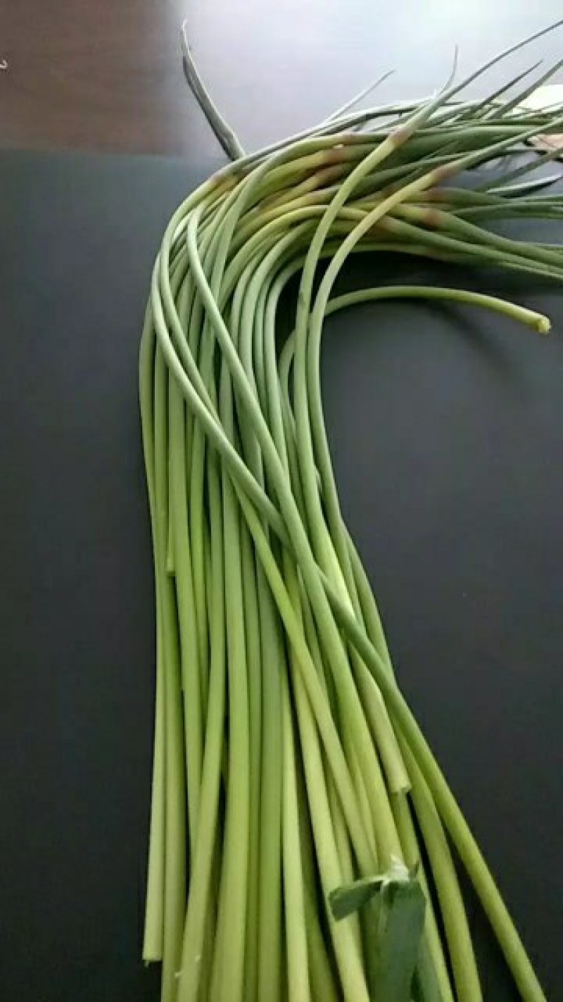 商河白桥红帽蒜苔即将大量上市，质量好，耐储存，市场货，