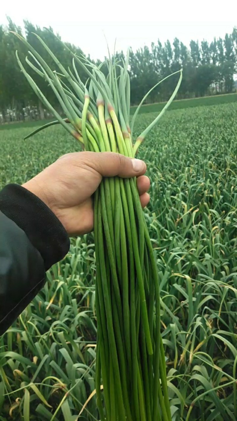 商河白桥红帽蒜苔即将大量上市，质量好，耐储存，市场货，