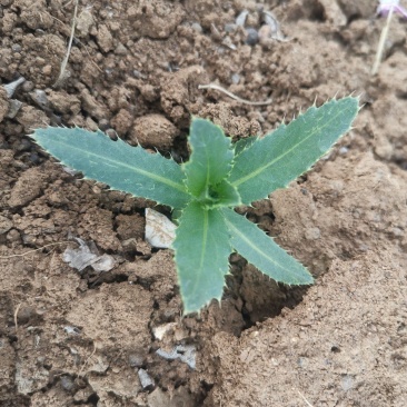 刺儿菜七七菜山区野生绿色无公害一手货源直供