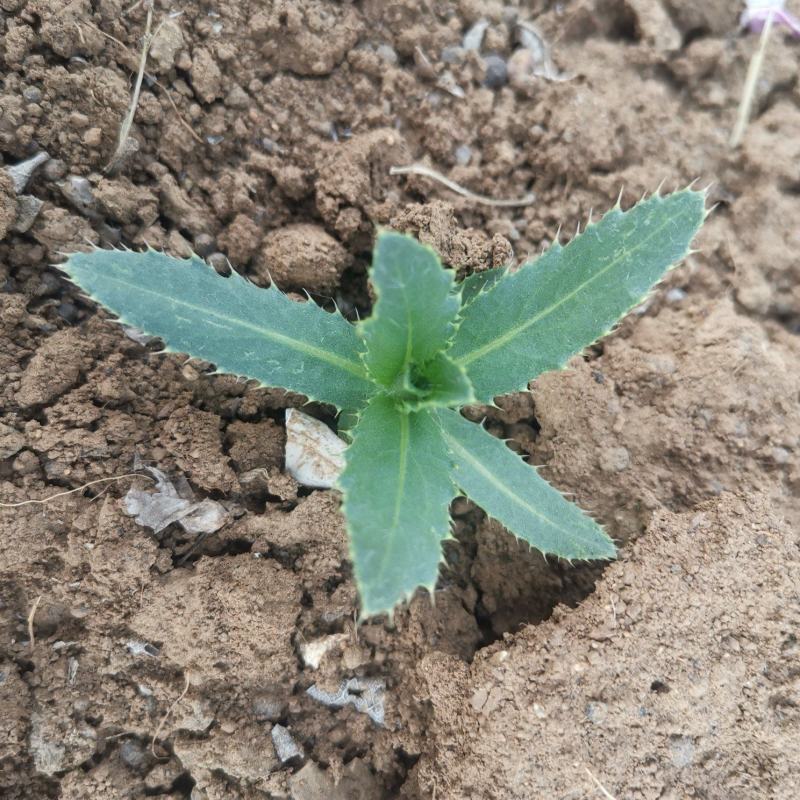 刺儿菜七七菜山区野生绿色无公害一手货源直供