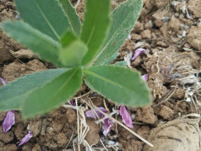刺儿菜七七菜山区野生绿色无公害一手货源直供