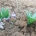 刺儿菜七七菜山区野生绿色无公害一手货源直供