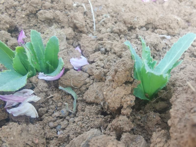 刺儿菜七七菜山区野生绿色无公害一手货源直供